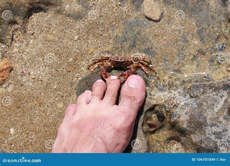 Attack Of The Crab Monsters 2025 𝚆𝚊𝚝𝚌𝚑 On Blu-ray
