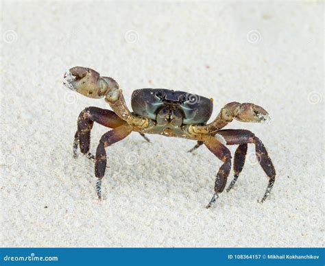 Attack Of The Crab Monsters 2025 𝚆𝚊𝚝𝚌𝚑 All Series

